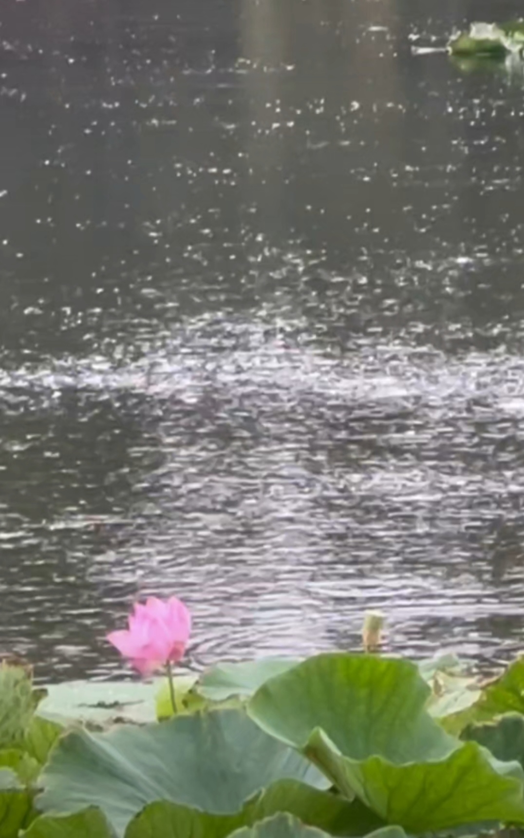 水文明理论创新性AI分析